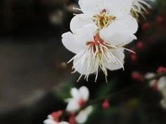 -广州市流溪河国家森林公园