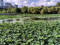 -长春市南湖公园