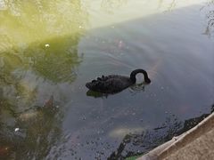 -翠湖公园
