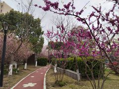 -高东镇樱花园