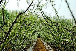 2009112213822330-意大利农场度假村