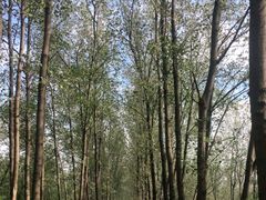 -合肥滨湖国家森林公园