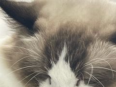 -怪兽屋·羊驼·猫咖·狗咖(俊华广场店)