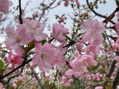 -上海共青森林公园