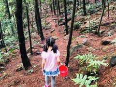 -铁山坪森林公园