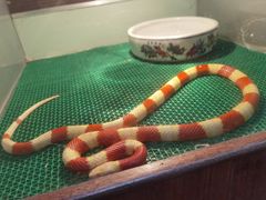 -上海大自然野生昆虫馆
