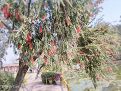 -广州莲花山旅游区