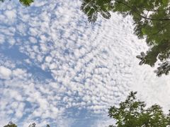 -王借岗森林公园