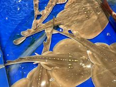 -三亚火车头万人海鲜广场