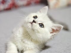 -猫十亿·布偶金渐层·曼基康矮脚猫舍(青年路店)