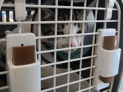 -艾贝尔宠物医院 ·中兽医·宠保定点(北门桥店)