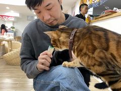 -李小姐の猫咖啡馆(五角场店)