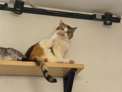 -隅cafe(傅厚岗店)