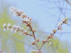 -长白岛森林公园
