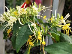 -桂林市花鸟市场