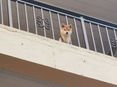 门面-柴务处·柴犬主题狗咖