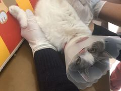 -美联众合动物医院·24h京西诊疗中心