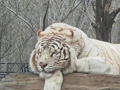 -秦皇岛野生动物园