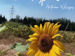 -汉长安城未央宫国家考古遗址公园