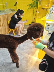 -神奇动物撸宠馆·羊驼·小浣熊·异宠(豫园店)