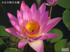 -白洋淀景区