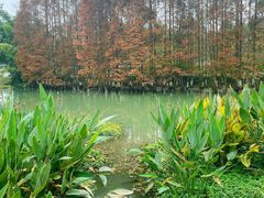 -桤木河湿地公园