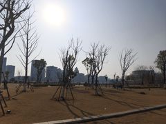 -金沙湖公园