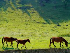 -武陵山森林公园