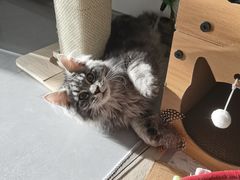 -pd派德宠物中心医院24H急重症·眼科中心·血液透析中心(嵩山北路店)