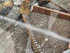 -青藏高原野生动物园