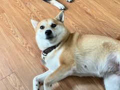 -柴犬高等学院·狗咖·柴犬售卖·宠物训练