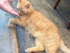 -肥仔文澳门猪骨煲(南京西路店)
