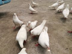 -美心红酒小镇游乐园