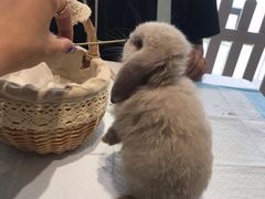 -RU DUCK柯尔鸭公社·撸鸭俱乐部·羊驼·小香猪