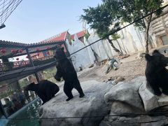 -灵玲国际马戏城