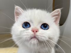 -东方名猫馆·英短金渐层布偶猫舍(环线广场1号楼店)