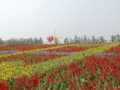 -荷兰花海
