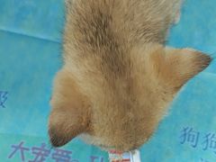 -瑞鹏宠物医院·眼科·皮肤·中兽医(大悦城分院)