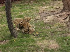 -西霞口神雕山野生动物世界