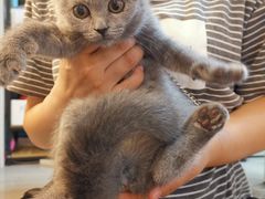 -lincat·猫舍(广州店)