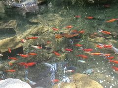 -海底捞火锅(明湖路店)