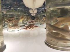 -奥克兰战争纪念博物馆