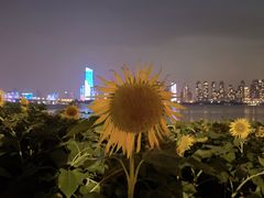 -武昌江滩