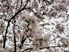 -武汉大学-樱园