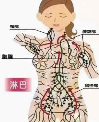 -香薇妮丝·定制减肥·身材管理