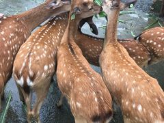 -鹿境梅花鹿生态园区