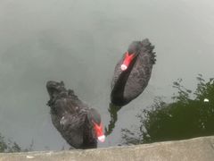 红嘴黑鹅-东莞市可园博物馆