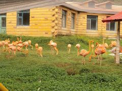 -哈尔滨北方森林动物园