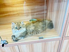 -猫十亿·布偶金渐层·曼基康矮脚猫舍(青年路店)