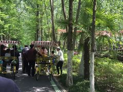 -合肥滨湖国家森林公园